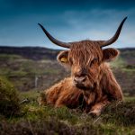 ecobeef-blog-image1