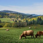 ecobeef-home-slider-1