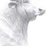 ecobeef-ourfarm-bull-bg