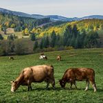 ecobeef-ourfarm-cows