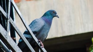 Allontanamento Volatili Roma