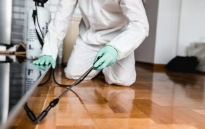 Prezzo derattizzazione Roma