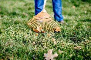 Manutenzione giardini per aziende Roma
