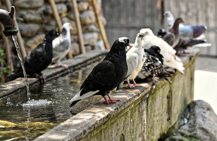 Pericoli dei piccioni Roma