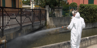 Disinfestare blatte a Roma Disinfestare blatte a Roma